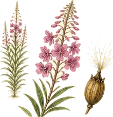 Fireweed