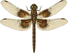 Common Baskettail
