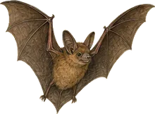Big Brown Bat