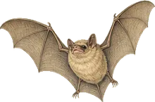 Pallid Bat