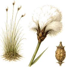 Tussock Cottongrass