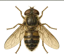 Drone Fly