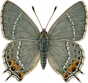 Early Hairstreak