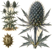 Rattlesnakemaster