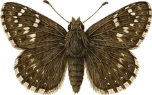 Dreamy Duskywing