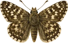 Mournful Duskywing