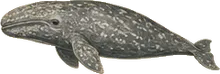 Gray Whale