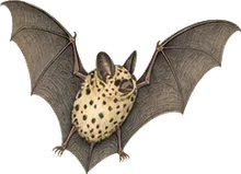 Spotted Bat