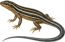 Five-lined Skink