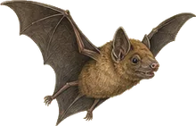 Shaw's Mastiff Bat