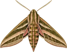 Banded Sphinx Moth