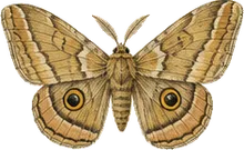 Calleta Silkmoth