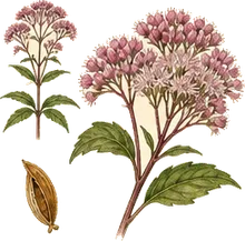 Spotted Joe Pye Weed