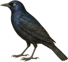 Brewer's Blackbird