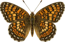 Anicia Checkerspot