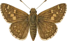 Dun Skipper