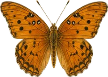 Mexican Fritillary