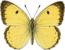 Barred Yellow