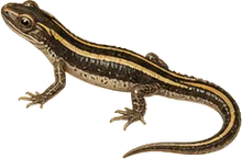Northern Two-lined Salamander