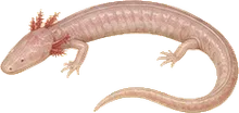 Texas Blind Salamander