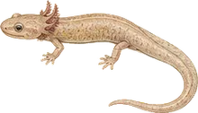 Grotto Salamander