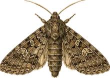 Army Cutworm Moth
