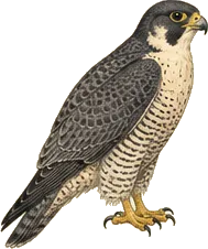 Peregrine Falcon