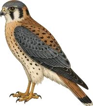 American Kestrel