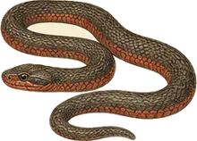 Red-bellied Mudsnake