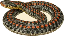 Rainbow Snake