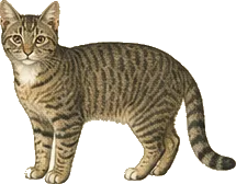 Feral Cat