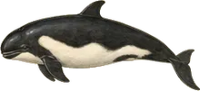 Pygmy Killer Whale