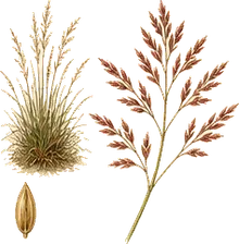 Red Fescue