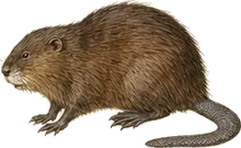 Common Muskrat