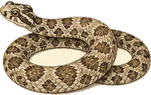 Mexican Hook-nosed Snake
