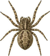 Crevice Weaver Spider