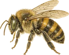 Long-horned Bee