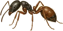Notch-waisted Ant