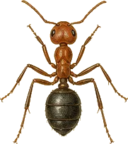 Red Wood Ant