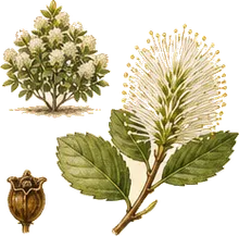 Dwarf Witch Alder