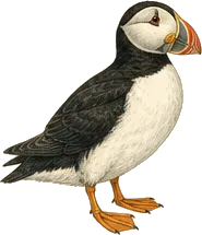 Atlantic Puffin
