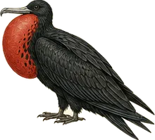 Magnificent Frigatebird