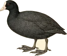 American Coot