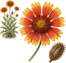 Firewheel