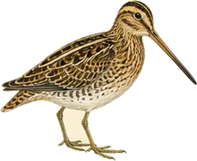 Wilson's Snipe