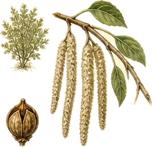 Silk Tassel Bush