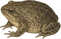 Western Narrow-mouthed Toad