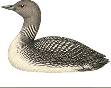 Arctic Loon