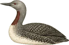 Red-throated Loon