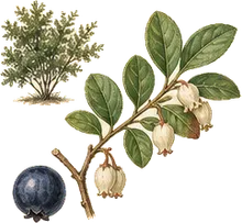 Black Huckleberry
